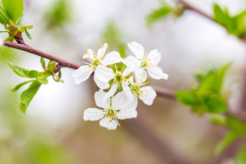 Flowers on the branches of cherry in spring