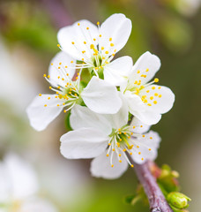 Flowers on the branches of cherry in spring