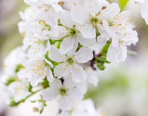 Flowers on the branches of cherry in spring