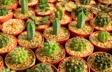 Row of various type of potted mini succulent plants in the afternoon sunlight 