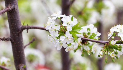 Flowers on the branches of cherry in spring