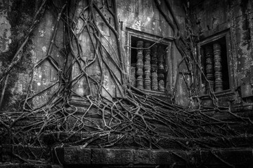 Beng Mealea ruins over grown