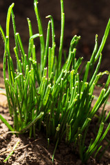 Spring onions in the ground in spring