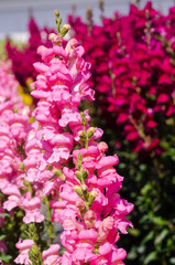colorful flower of Snapdragon or Antirrhinum majus L. in the outdoor park