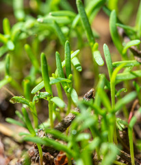 Green leaves of small plants in the ground in spring
