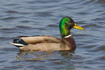 Obraz premium Swimming mallard duck portrait