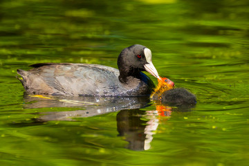 Eurasian coot, Fulica atra, feeding a juvenile chick