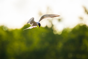 Common Tern, Sterna hirundo, hunting