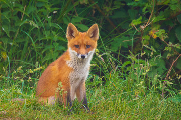 Wild red fox cub, vulpes vulpes, playing in front of nest