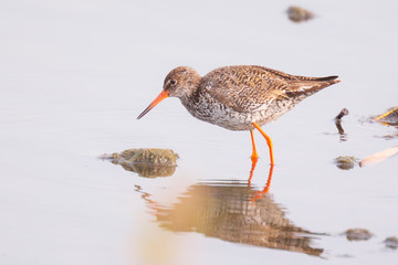 common redshank tringa totanus bird foraging in wetland