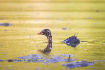 Juvenile little grebe Tachybaptus ruficollis diving, hunting