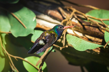 Male white-chinned sapphire Hylocharis cyanus, hummingbird perched on a branch.