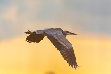 Great blue heron Ardea herodias flying sunset