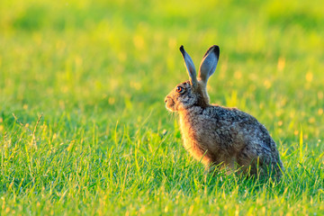 Rabbit on grassland