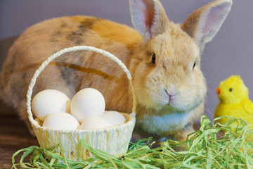 home rabbit beige.Easter Bunny with a basket of white eggs and a yellow chick on grey background