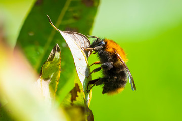 Common carder bee, Bombus pascuorum, resting