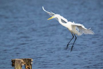 Great egret Ardea alba waterfowl closeup
