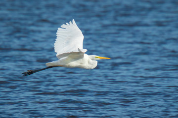 Great egret Ardea alba waterfowl closeup