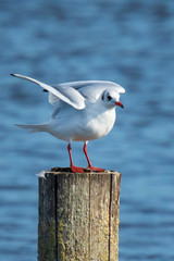 Black-headed gull, Chroicocephalus ridibundus perched on a pole