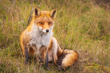 Wild red fox Vulpes Vulpes close-up