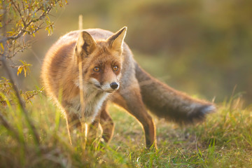 Naklejka na ściany i meble Wild red fox Vulpes Vulpes evening sunset