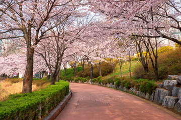Fototapeta na wymiar Blooming sakura cherry blossom alley in park
