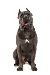 Obraz premium Cane Corso dog on white background