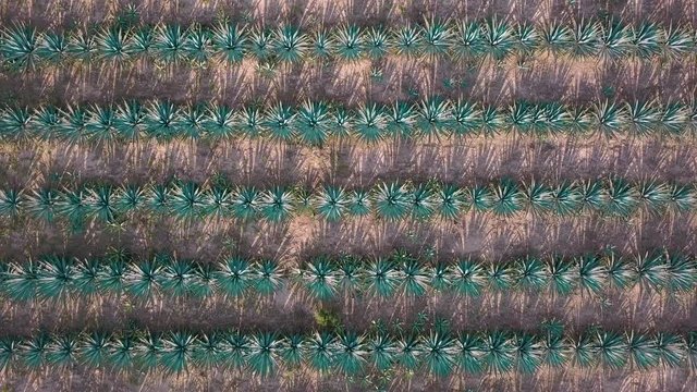 agave field aerial