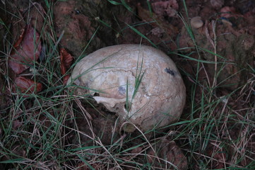 Cemetery park tomb bones death sculpture