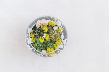 Glass florarium vase with succulent plants, small cactus and colored pink and purple sand on grey background. Small garden with miniature cactuse, echeveria, haworthia. Home indoor plants. Top view.