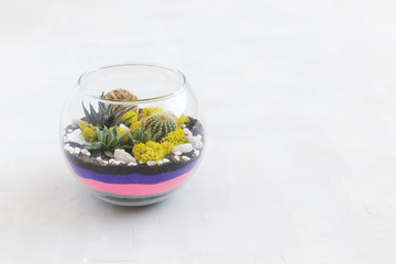 Glass florarium vase with succulent plants, small cactus and colored pink and purple sand on grey background. Small garden with miniature cactuse, echeveria, haworthia. Home indoor plants.