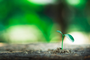 sprout growing on ground, new life and hope concept