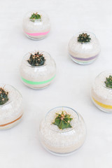 Six glass florarium vases with miniature cactuses and colored sand on grey background. Small gardens with succulent plants. Home indoor plants.