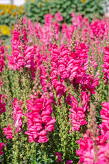 Obraz premium colorful flower of Snapdragon or Antirrhinum majus L. in the outdoor park