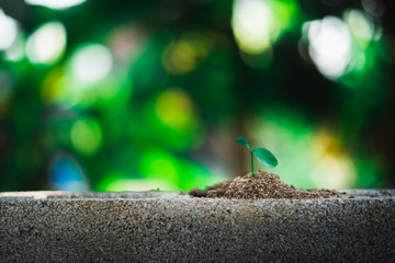 sprout growing on ground, new life and hope concept