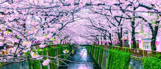 Fotobehang Mooie Sakura of Kersenbloesems bij Meguro-rivier in Tokyo, Japan © Photo Gallery