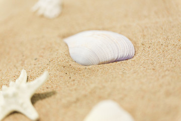 vacation and summer holidays concept - seashells on beach sand