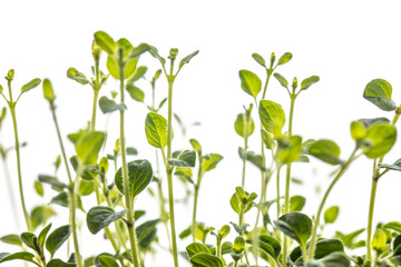 Fototapeta premium fresh oregano plant