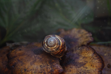 large brown snail on a mushroom with sun rays and bokeh with green leaves in the background