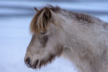 Closeup side portrait of a palomino colored Icelandic horse with brown mane