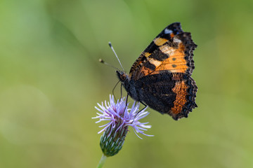 Obraz premium Closeup view of a small tortoiseshell butterfly on a pink thistle