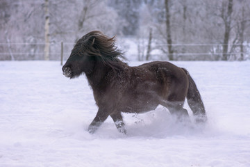 Fototapeta na wymiar Dark Icelandic horse trotting in deep snow in winter