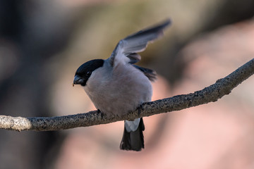Fototapeta premium Female bullfinch in springtime, got scared and about to take off