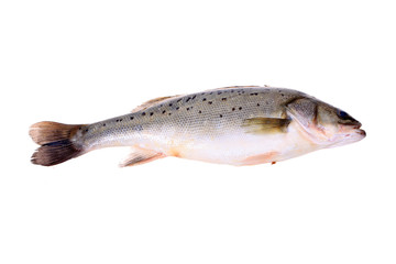 Sea bass