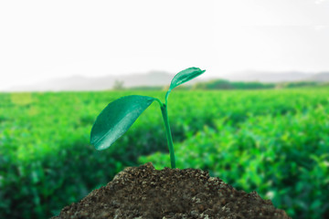 sprout growing on ground with tea field background, new life and hope concept