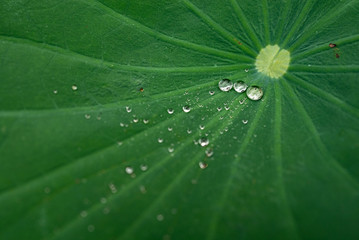 蓮の葉の上の水滴