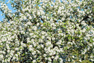 Apple blossom, spring flowers, background with blossoming branches of tree