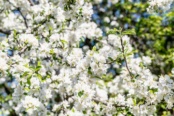 Blossoming apple branches, blossom background with flowers of white blooming tree, full frame