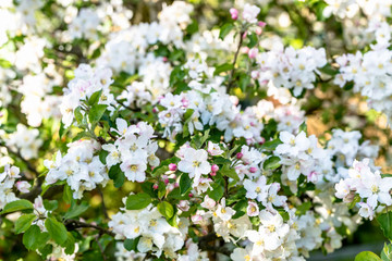 Fruit blossom, apple flowers, spring background