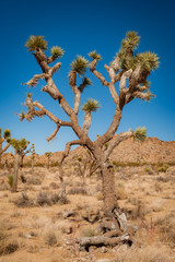 Close up on Joshua tree in the national park
